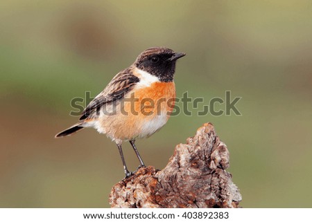 Similar – Image, Stock Photo Pretty bird Beautiful Life