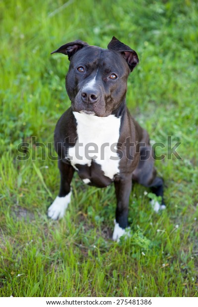 Nice Black Short Haired Dog Outside Stock Photo Edit Now 275481386