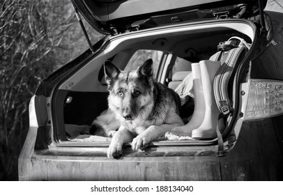 Nice Black And White  Image Of A Dog In The Boot Of The Car, Concept Of Travel By Auto