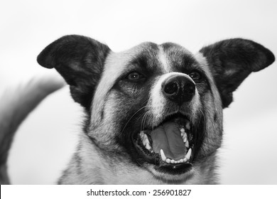 Nice Black And White Picture Of A Exciting Dog 