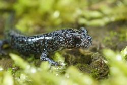 A Nice Blue Dotted Juvenile Of The Northeast Salamander, Hynobius Lichenatus On Green Moss