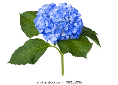 Nice Blue Hydrangea Isolated On A White Background