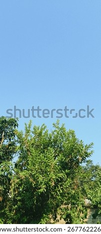Nice boute trees and nice image is boute