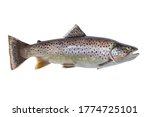 Nice brown trout eighteen inches long caught in northern Minnesota isolated on white background