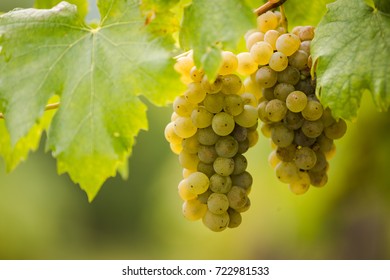 Nice Bunch Of Hungarian Grapes