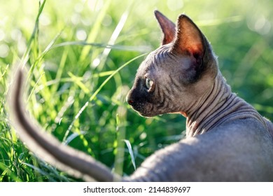 Nice Canadian Sphynx Cat Sits In Sunlit Grassland. Hairless Kitten Posing From Side In A Meadow At Summer Time. Concept, Pets Love, Animal Life, Cats Breeding, Enjoy Freedom