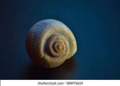 Nice Capture Of A Cochlea