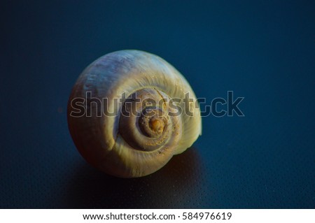 Nice capture of a cochlea
