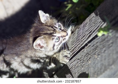 nice cat 