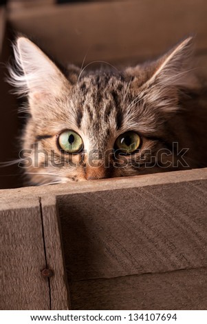nice cat