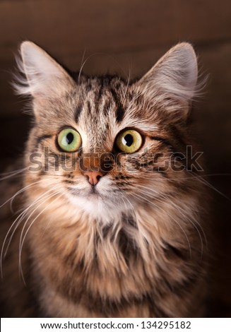 nice cat