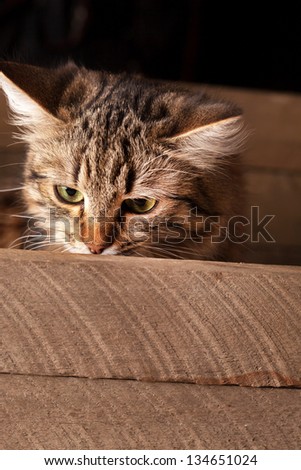nice cat