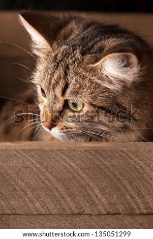 nice cat