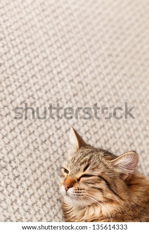 nice cat