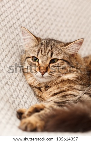 nice cat