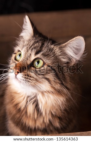 nice cat