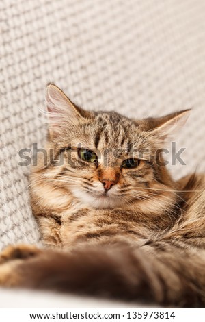 nice cat
