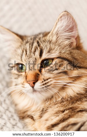 nice cat