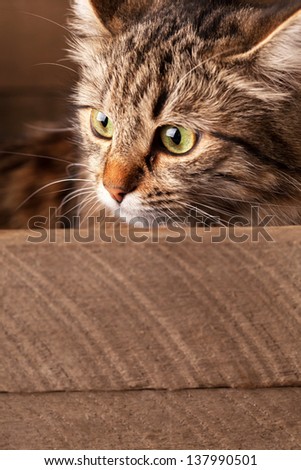nice cat