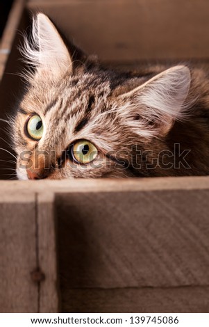 nice cat