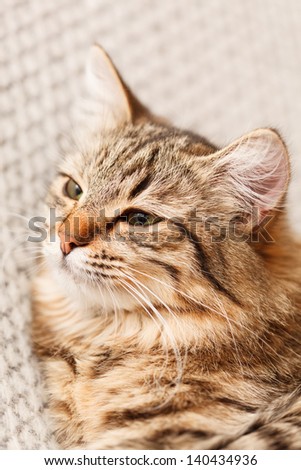 nice cat