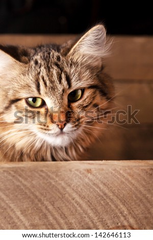nice cat