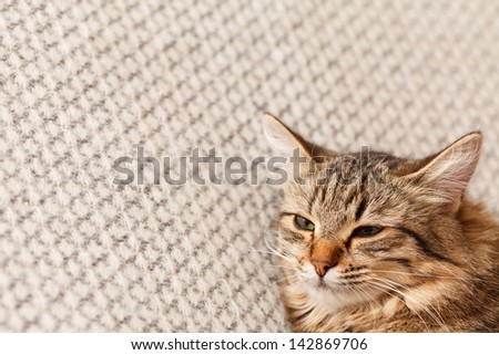 nice cat