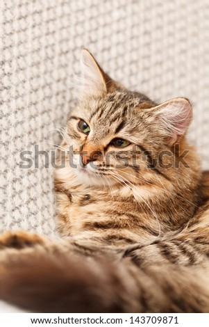 nice cat