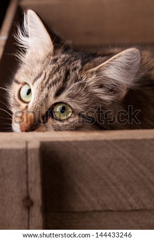 nice cat