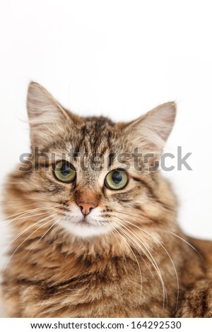 nice cat