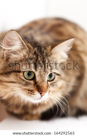 nice cat