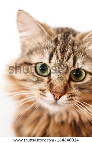 nice cat