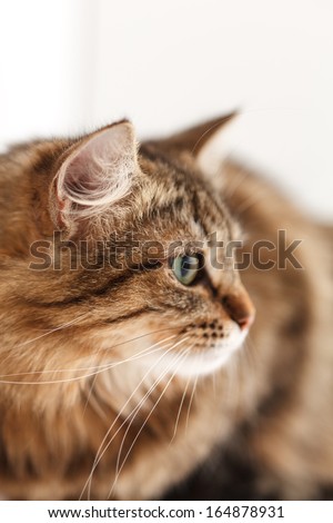 nice cat