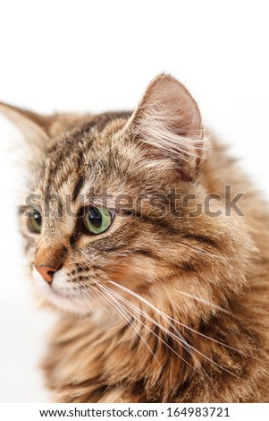 nice cat
