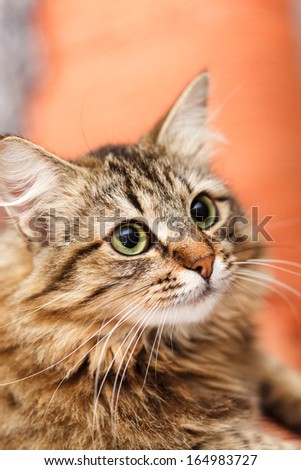 nice cat