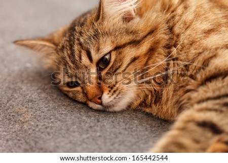 nice cat