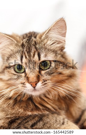 nice cat