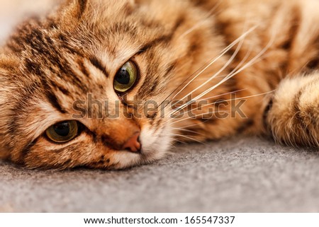 nice cat