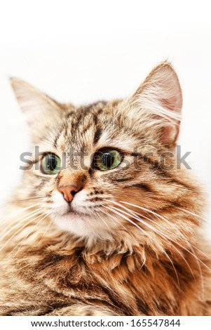 nice cat