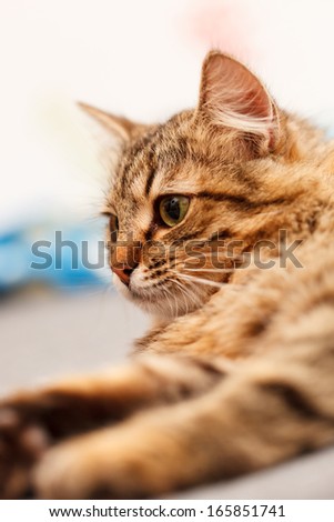 nice cat