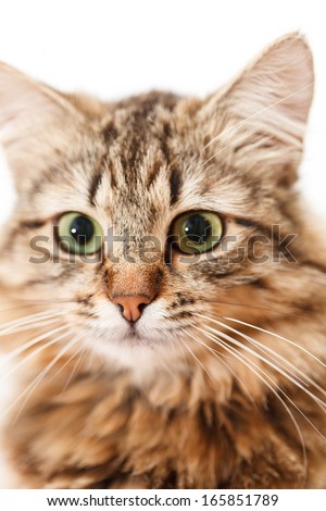 nice cat