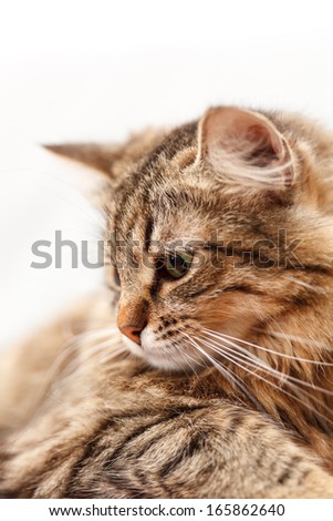 nice cat