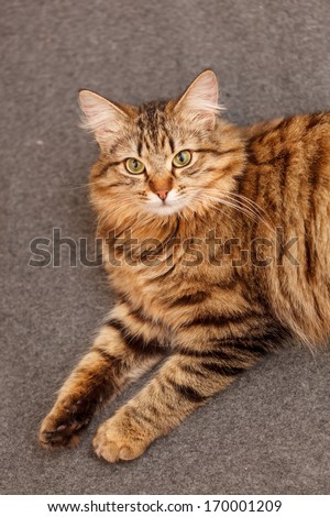 nice cat