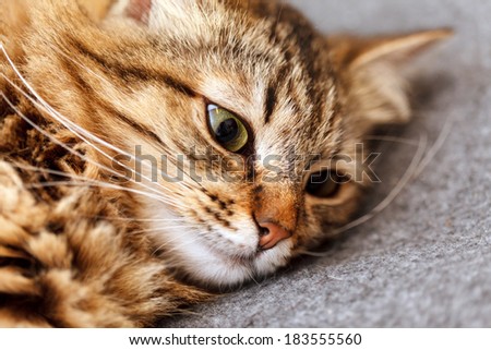 nice cat