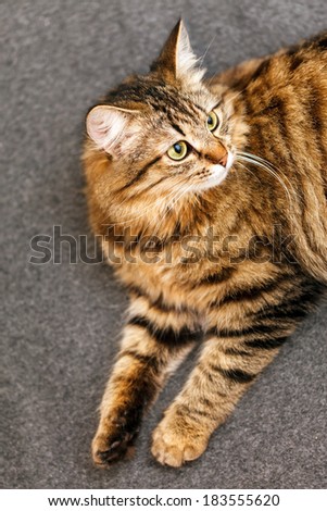 nice cat