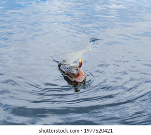 Nice Catch From A Boat On Fresh Water Lake, Fishing For Pickerel.