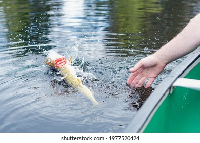 Nice Catch From A Boat On Fresh Water Lake, Fishing For Pickerel.