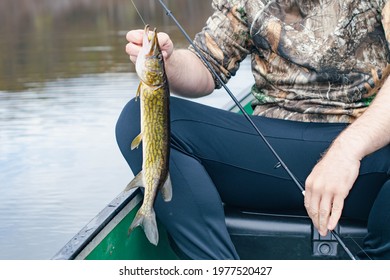 Nice Catch From A Boat On Fresh Water Lake, Fishing For Pickerel.