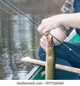 Nice Catch From A Boat On Fresh Water Lake, Fishing For Pickerel.