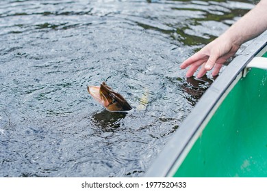 Nice Catch From A Boat On Fresh Water Lake, Fishing For Pickerel.